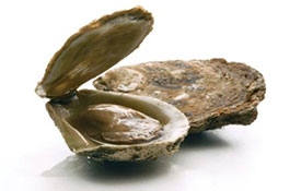 Bluff oysters